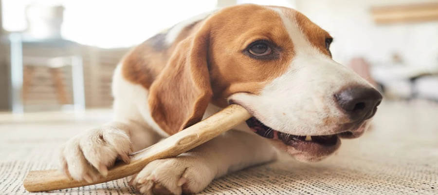 How to Stop Your Dog from Chewing on Furniture: Effective Solutions